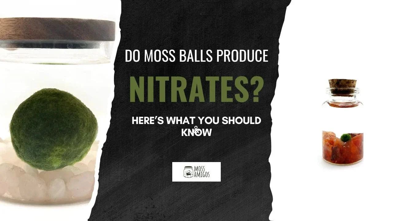 Do Moss Balls Reduce Nitrates? Here’s What You Should Know